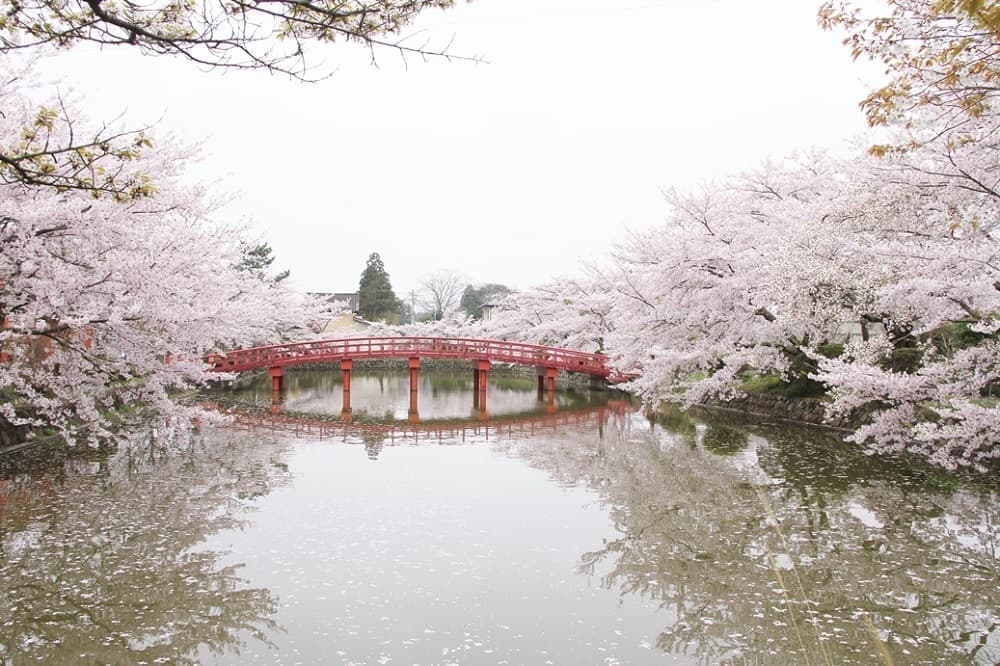 放生池の桜と神路橋