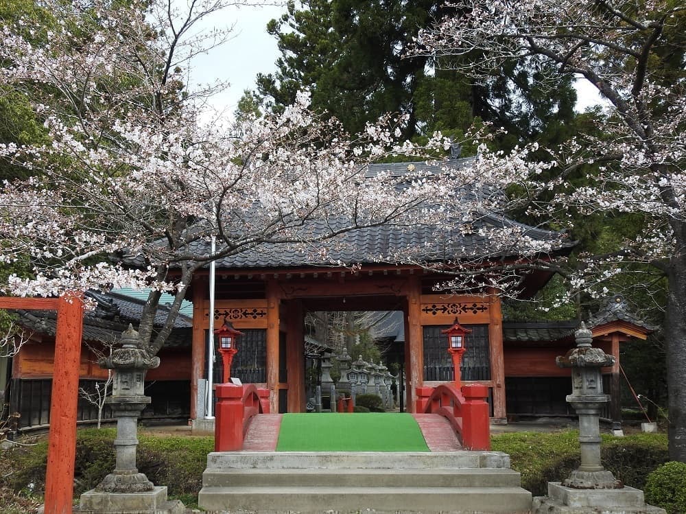 涼ヶ岡八幡神社　桜　開花情報
