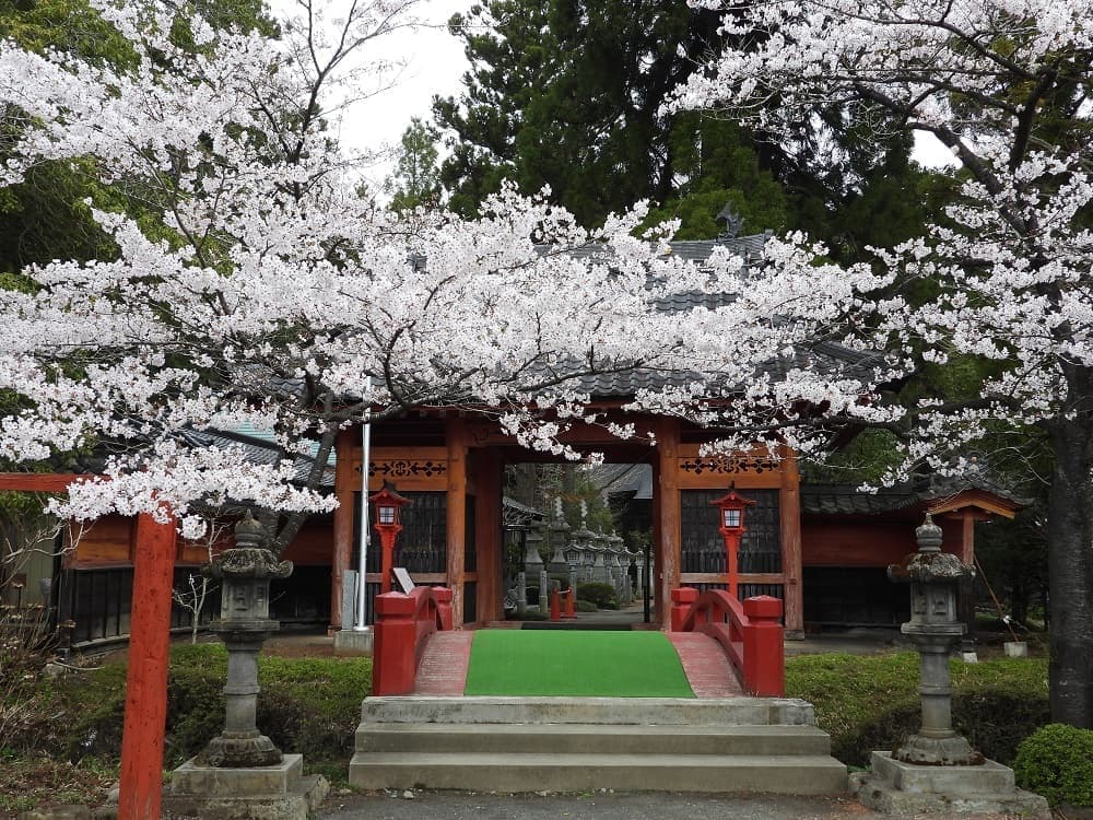 涼ヶ岡八幡神社　随身門前の桜　開花情報