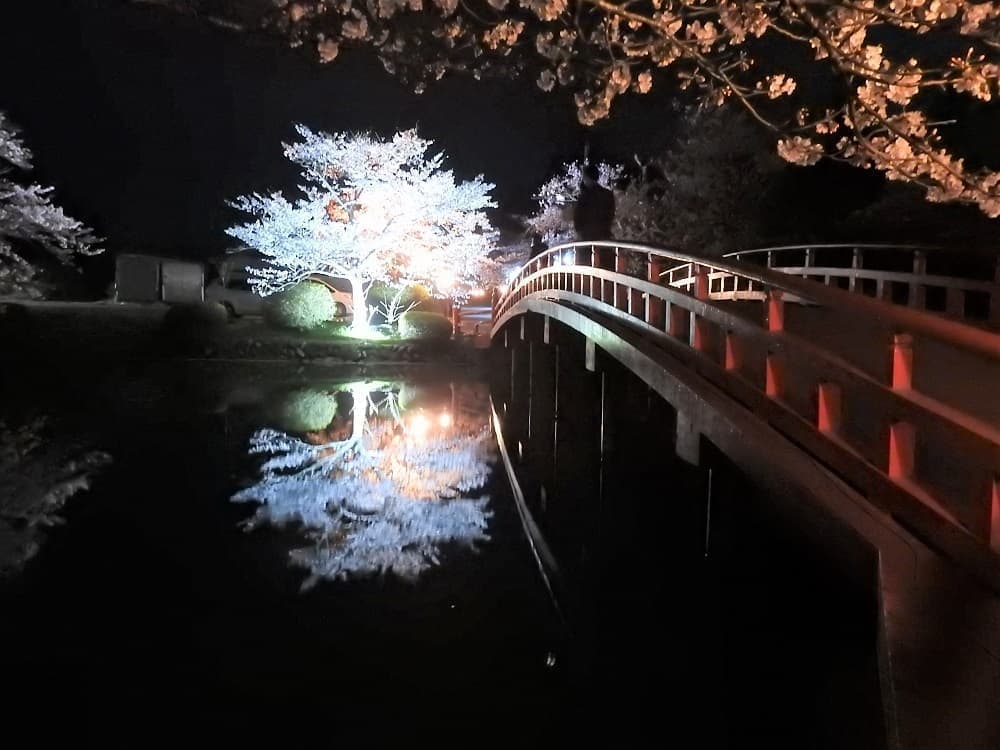 涼ヶ岡八幡神社　開花情報　ライトアップ