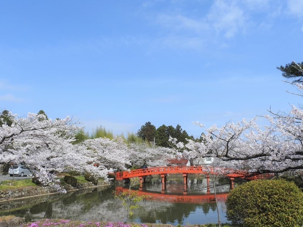 涼ヶ岡八幡神社　放生池　桜　開花情報　