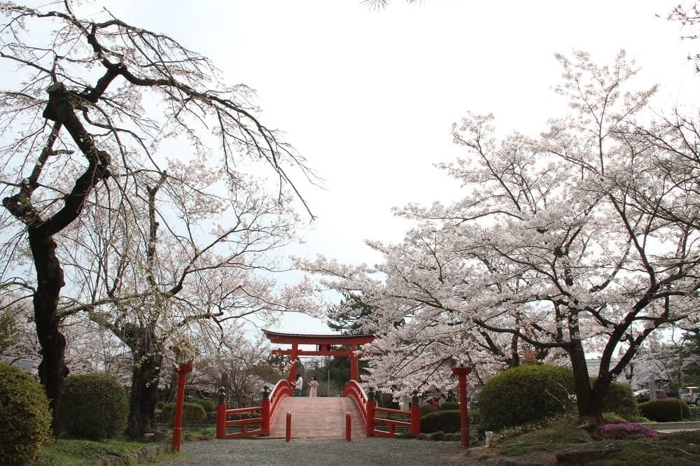 涼ヶ岡八幡神社　神路橋　放生池　鳥居　桜