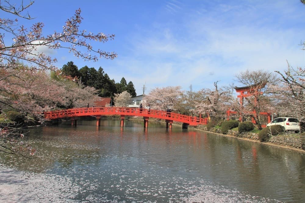 涼ヶ岡八幡神社　放生池　神路橋　桜　