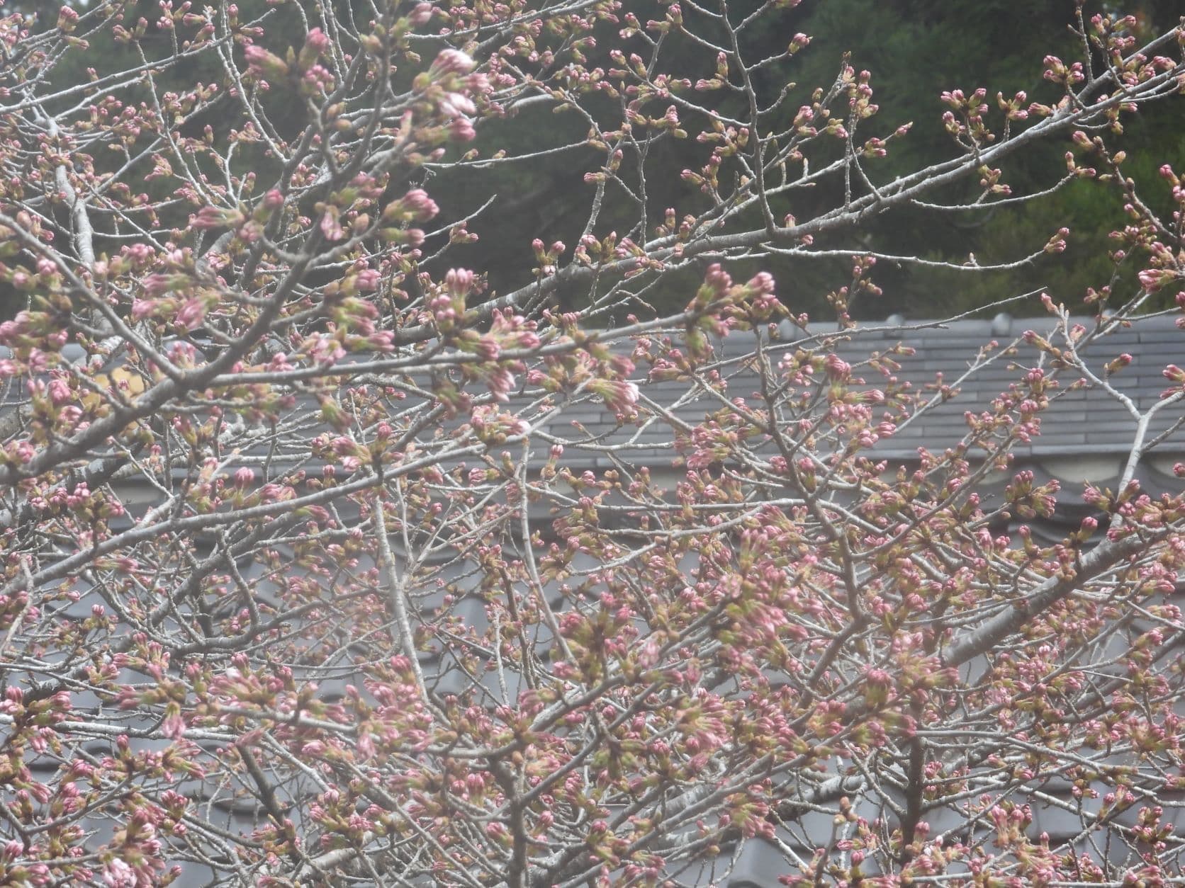 涼ヶ岡八幡神社　随身門　桜