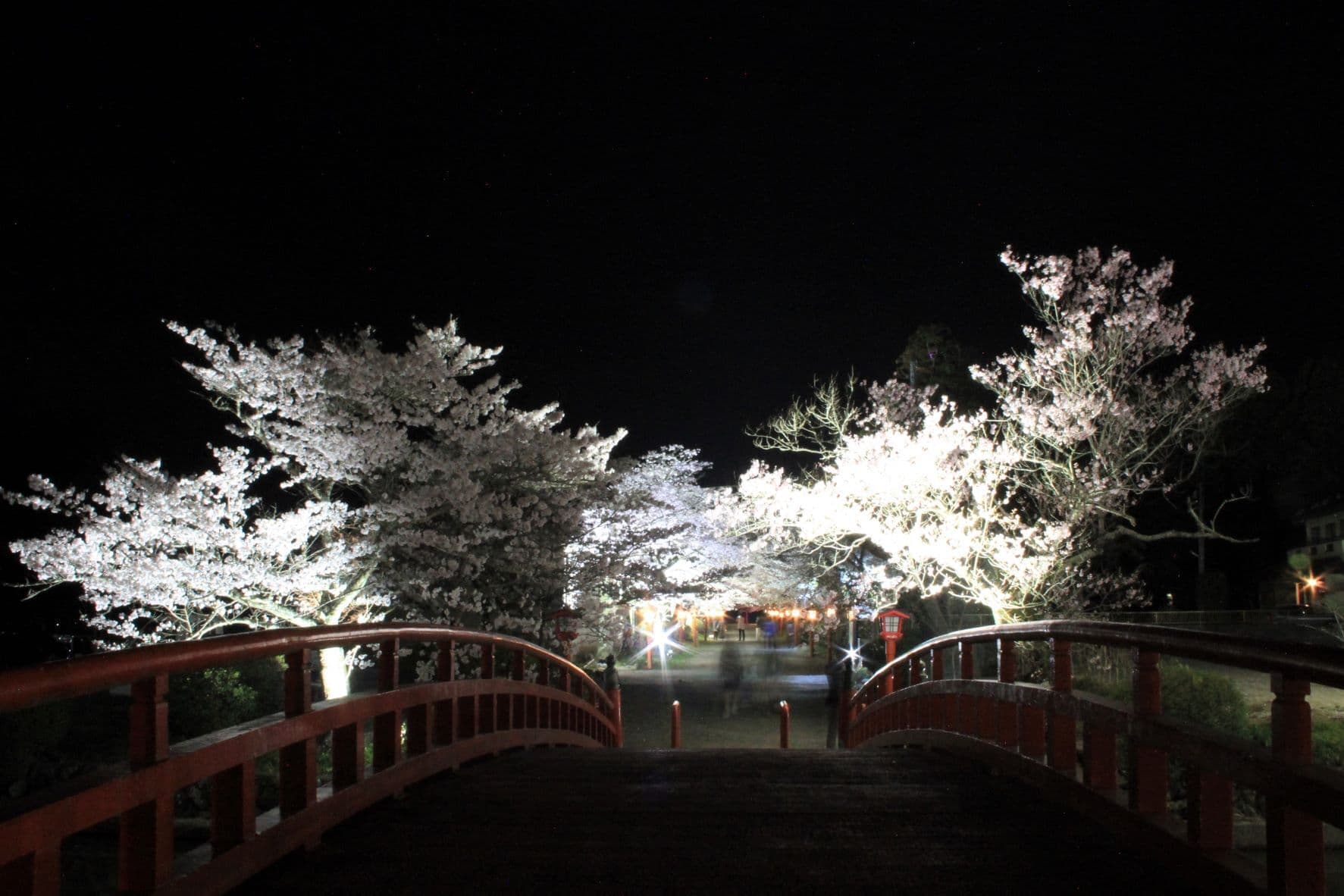 涼ヶ岡八幡神社　参道　桜
