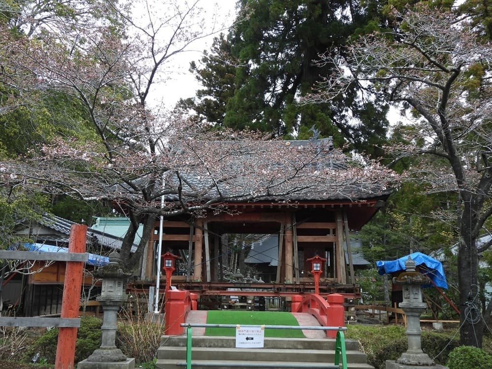 涼ヶ岡八幡神社　桜　