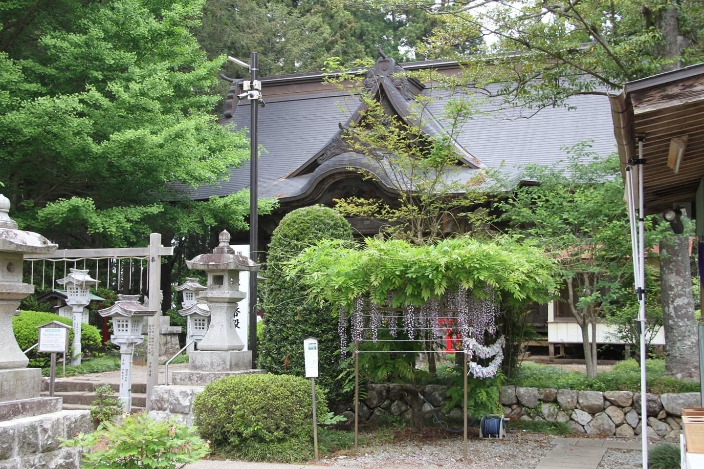 涼ヶ岡八幡神社 フジ