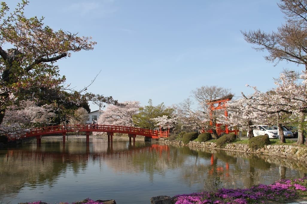 涼ヶ岡八幡神社　桜　開花情報　