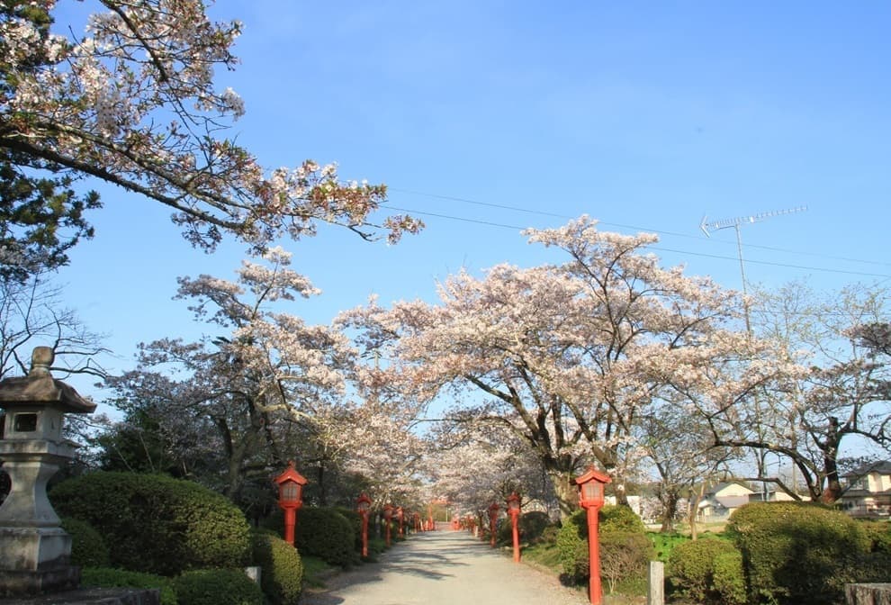 涼ヶ岡八幡神社　桜　開花情報