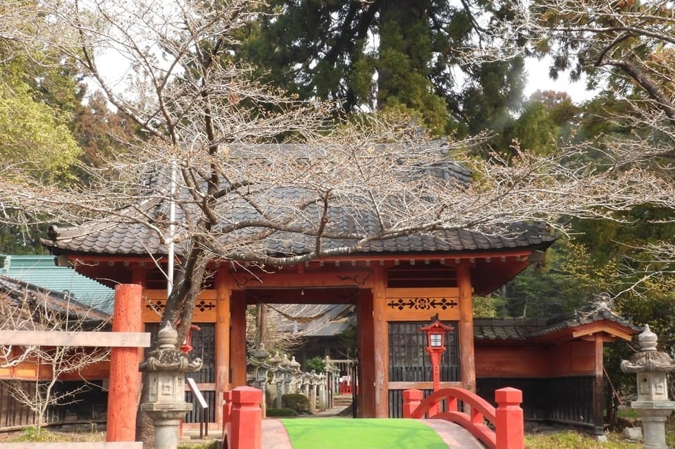 涼ヶ岡八幡神社　桜　開花情報　