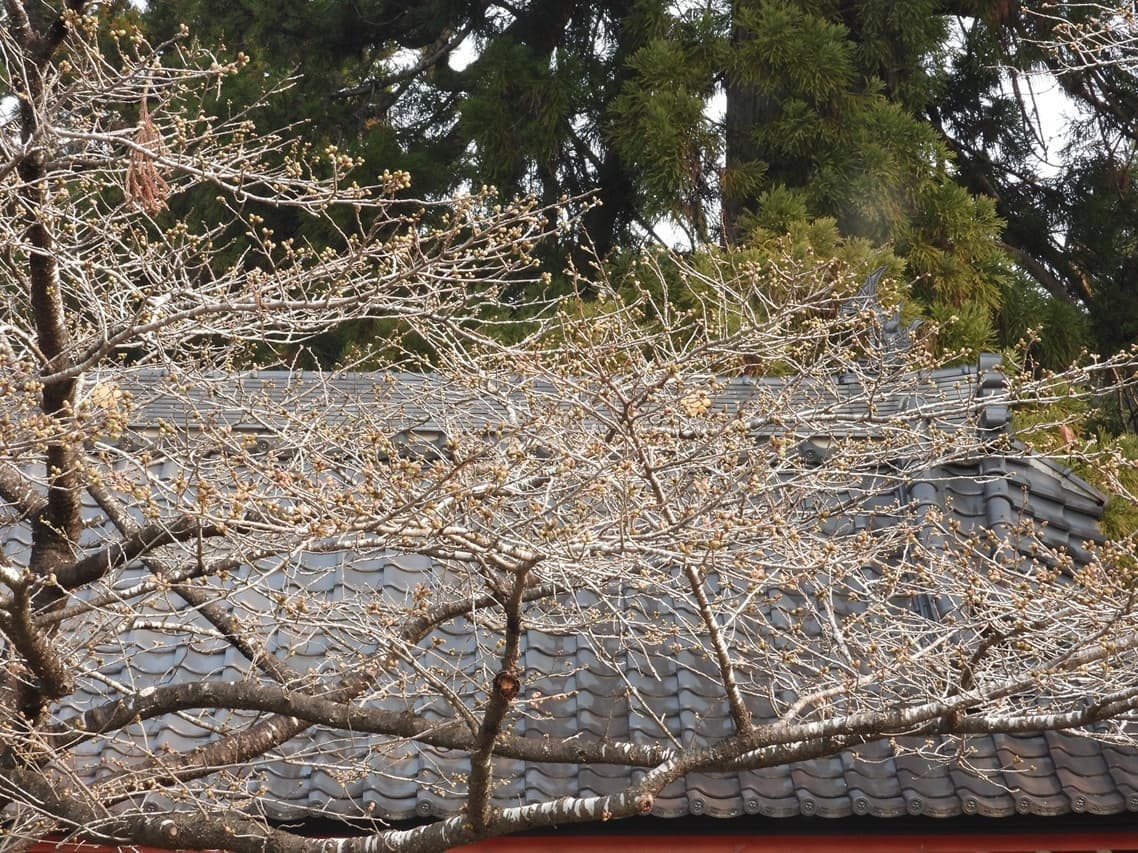 涼ヶ岡八幡神社　桜　開花情報