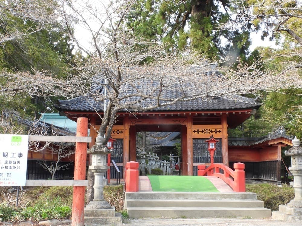 涼ヶ岡八幡神社　桜　開花情報　