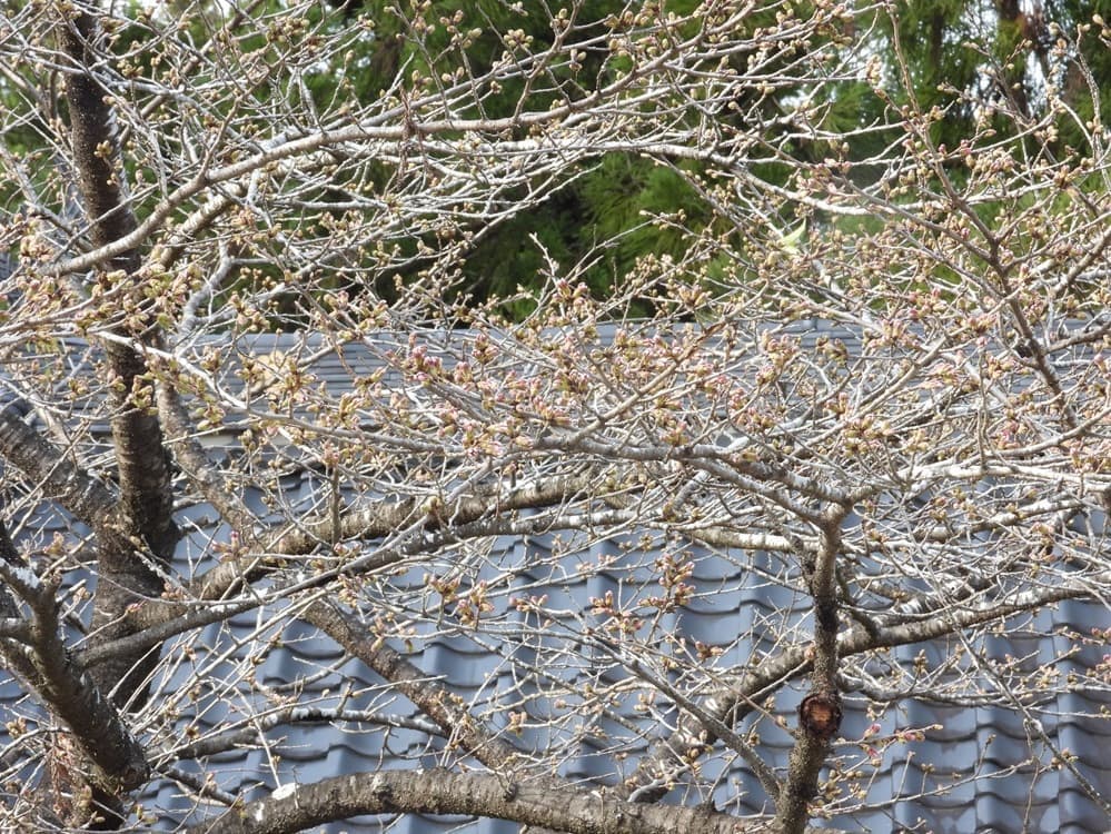 涼ヶ岡八幡神社　桜　開花情報