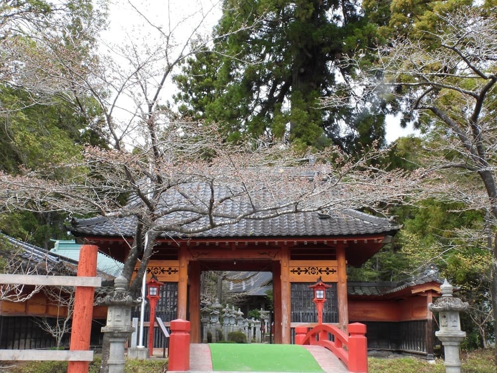 涼ヶ岡八幡神社　桜　開花情報　