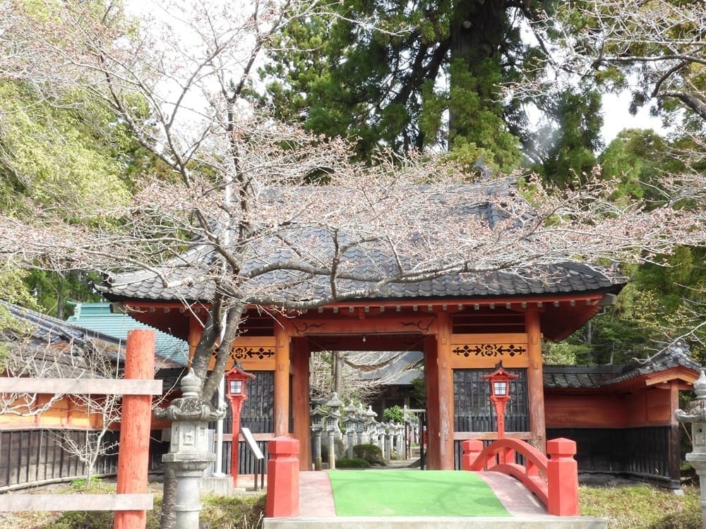 涼ヶ岡八幡神社　桜　開花情報　