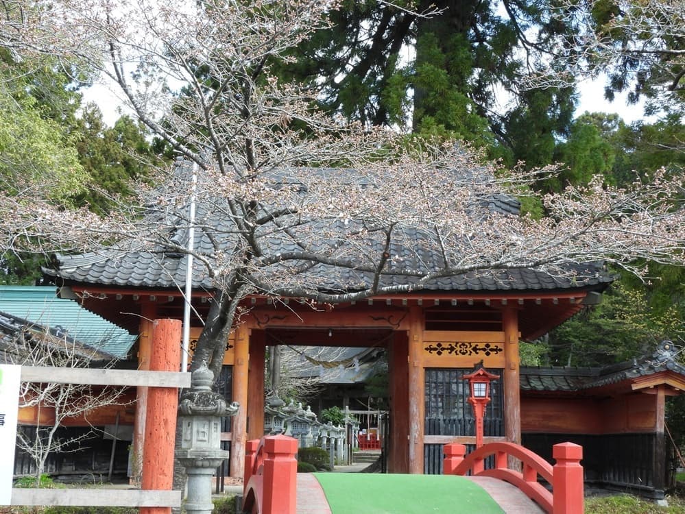涼ヶ岡八幡神社　桜　開花情報　