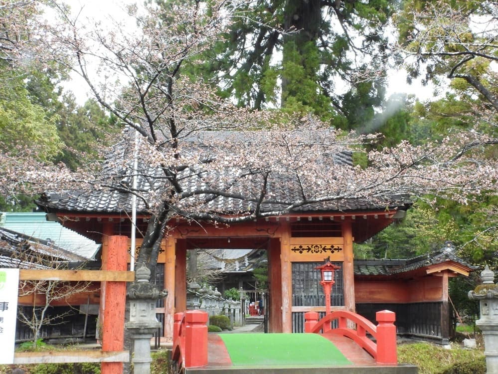 涼ヶ岡八幡神社　桜　開花情報　