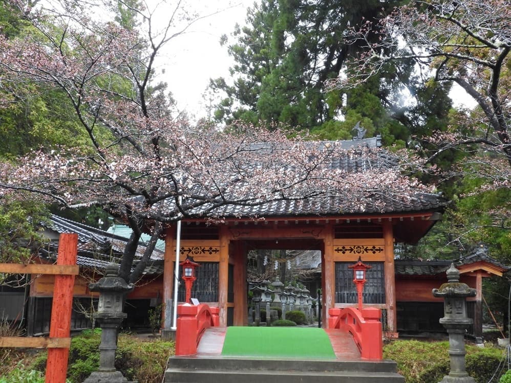 涼ヶ岡八幡神社　桜　開花情報　