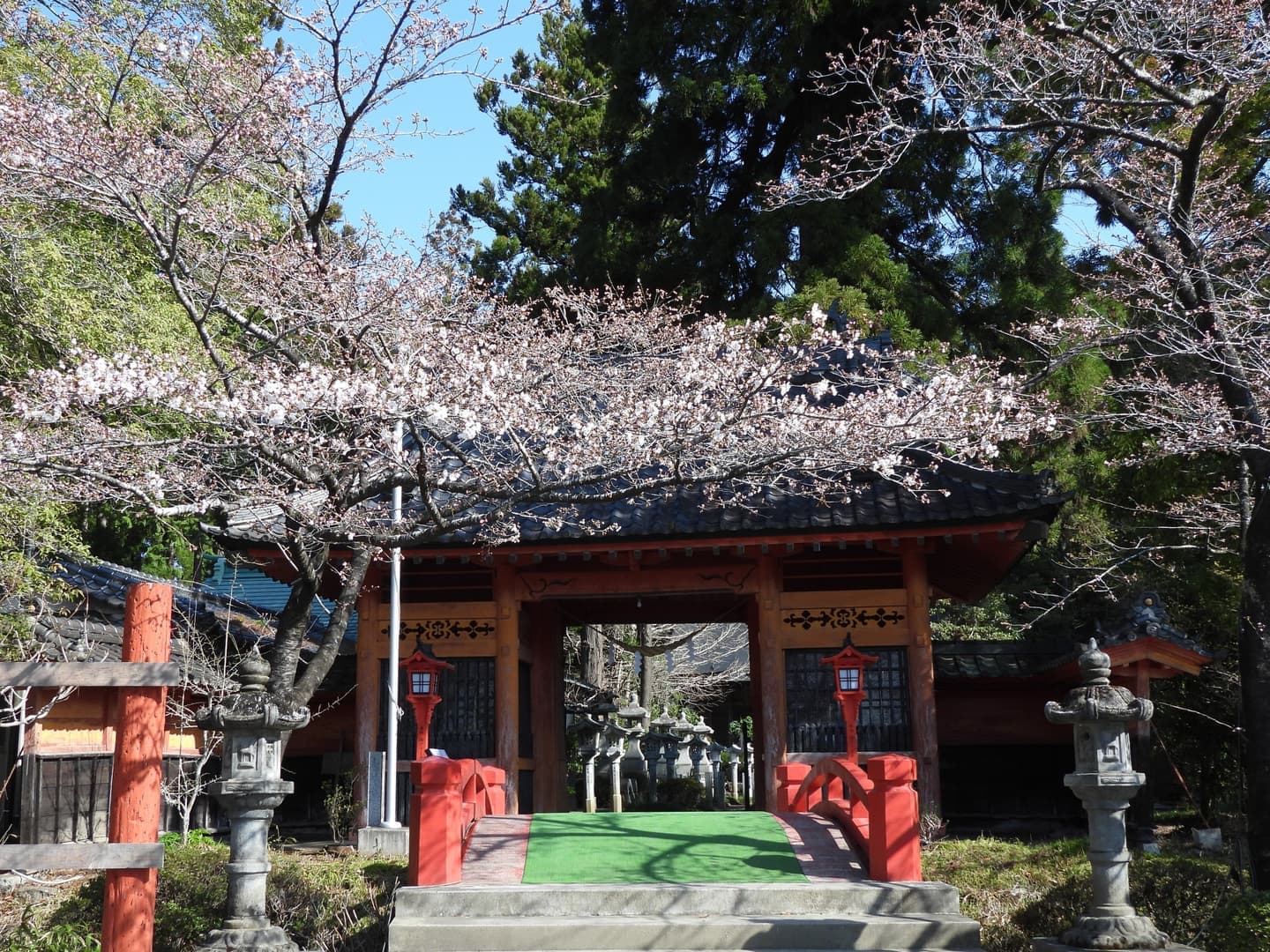 涼ヶ岡八幡神社　桜　開花情報　
