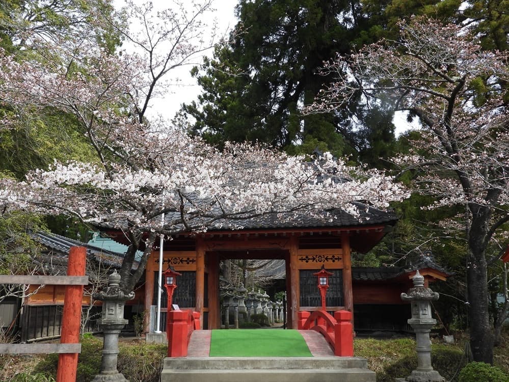 涼ヶ岡八幡神社　桜　開花情報　