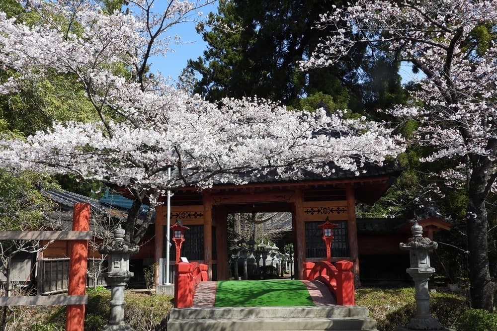 涼ヶ岡八幡神社　桜　開花情報　