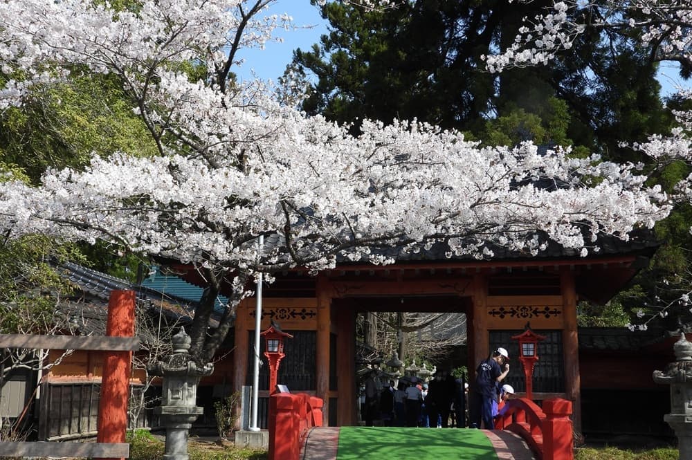 涼ヶ岡八幡神社　桜　開花情報　