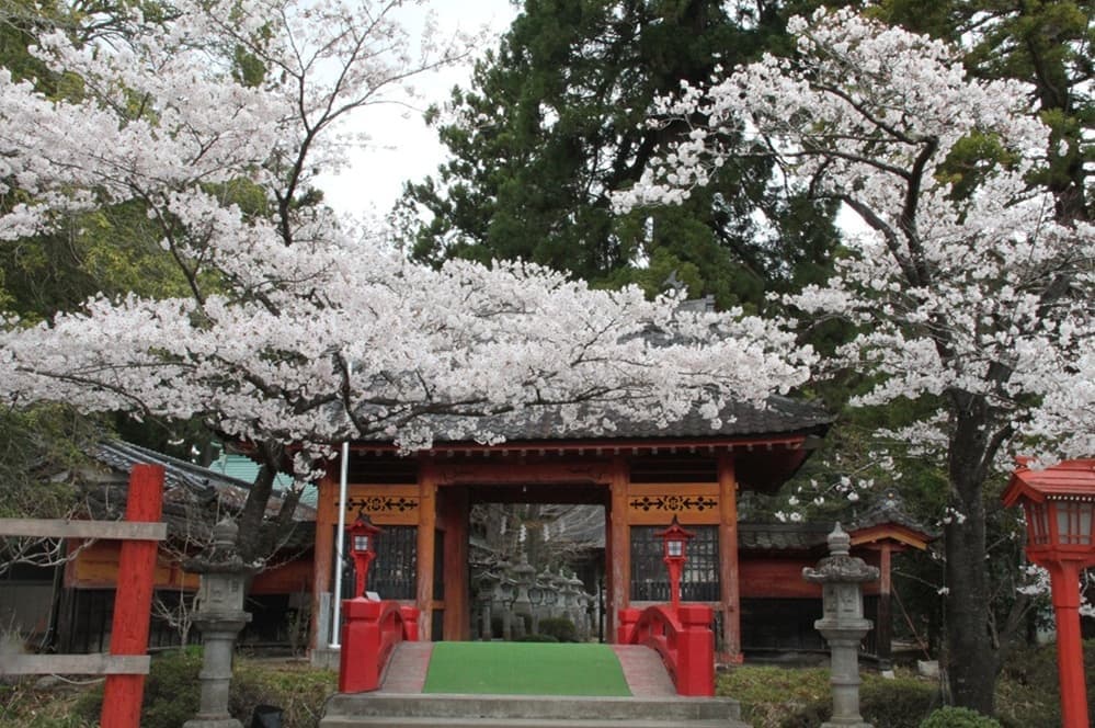 涼ヶ岡八幡神社　桜　開花情報　