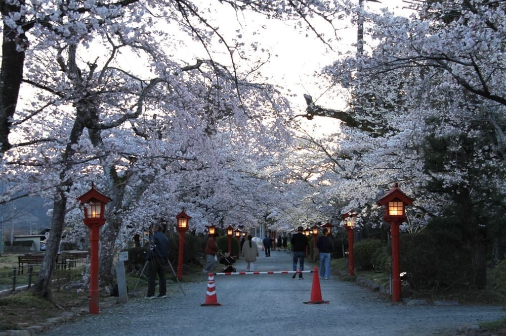 涼ヶ岡八幡神社　夜桜　ライトアップ　
