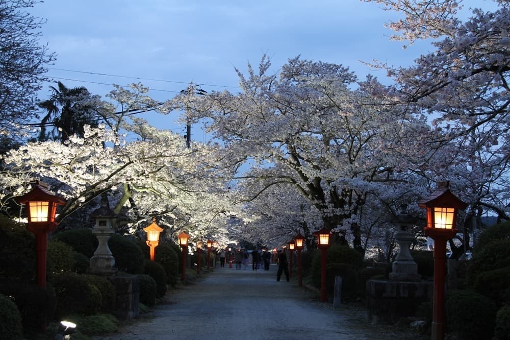涼ヶ岡八幡神社　夜桜　ライトアップ　
