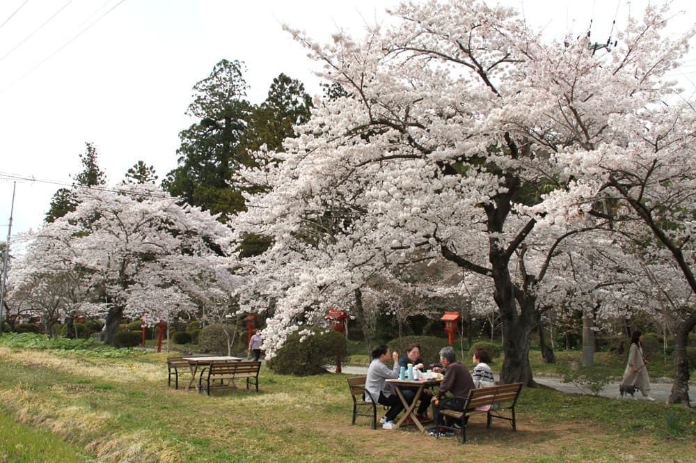 涼ヶ岡八幡神社　桜　