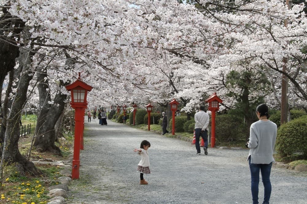 涼ヶ岡八幡神社　桜