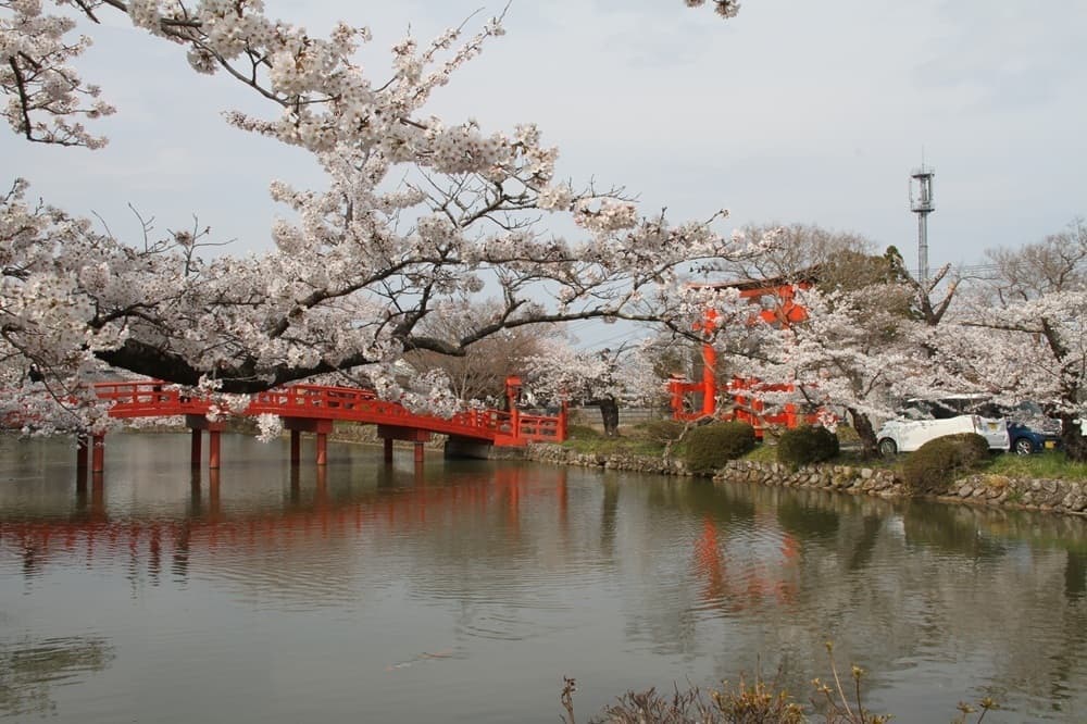 涼ヶ岡八幡神社　桜