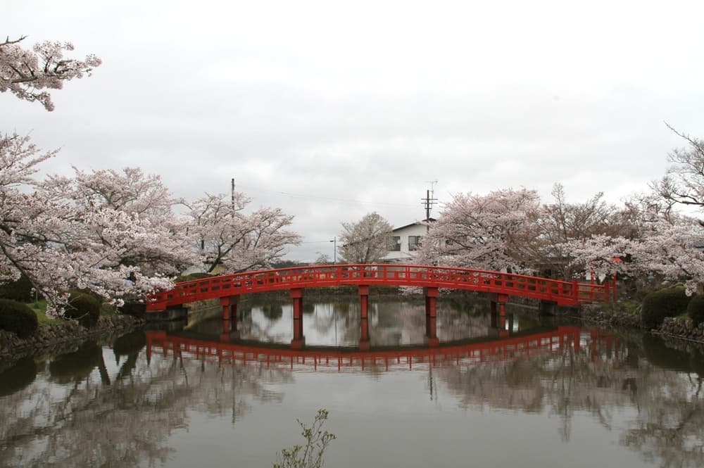 涼ヶ岡八幡神社　桜　