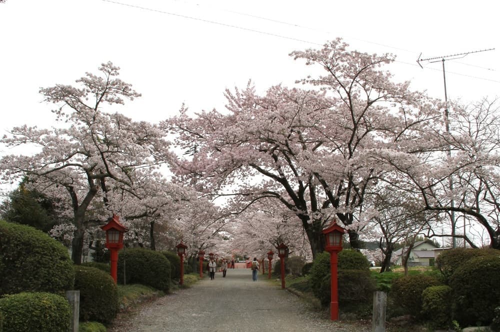 涼ヶ岡八幡神社　桜