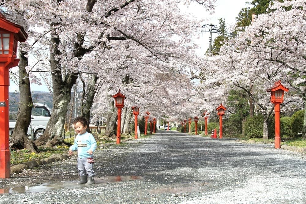 涼ヶ岡八幡神社　桜　