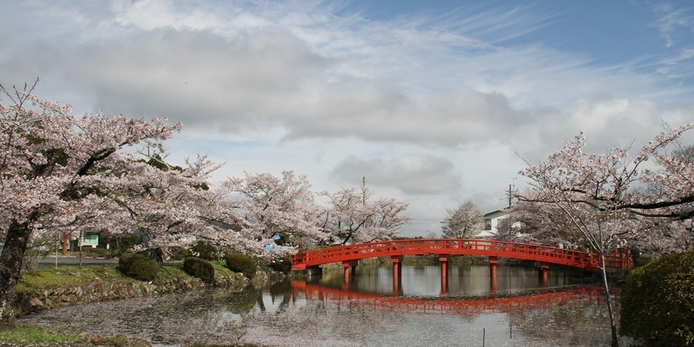 涼ヶ岡八幡神社　桜