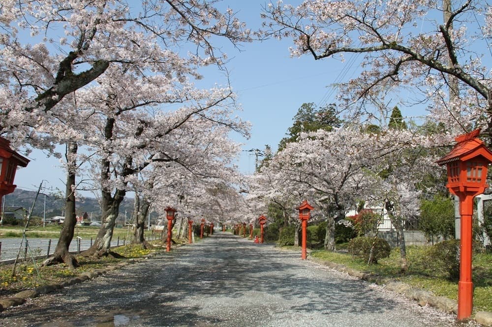 涼ヶ岡八幡神社　桜　
