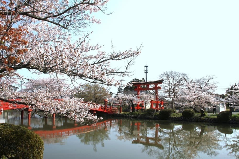 涼ヶ岡八幡神社　桜