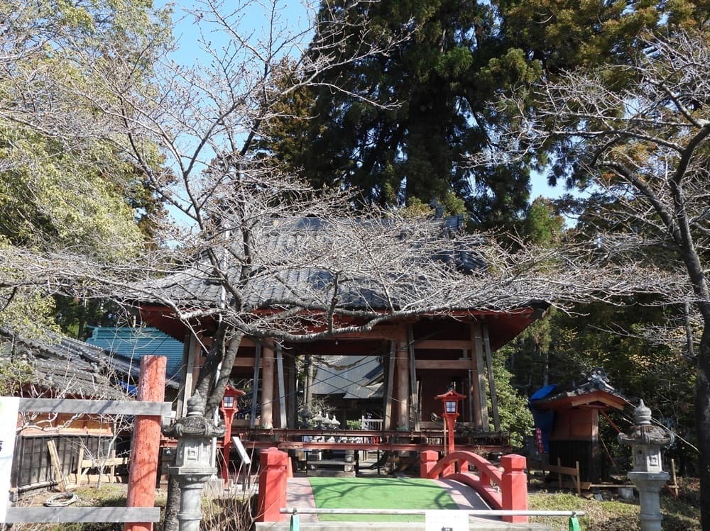 涼ヶ岡八幡神社　桜　