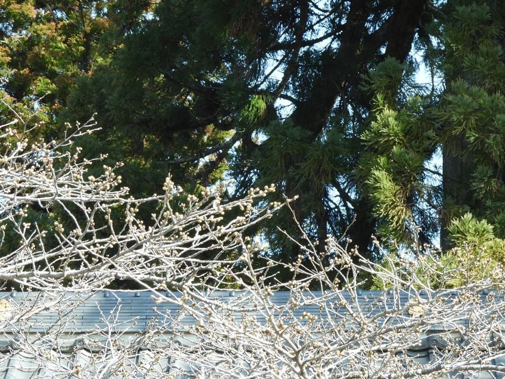 涼ヶ岡八幡神社　桜　開花情報