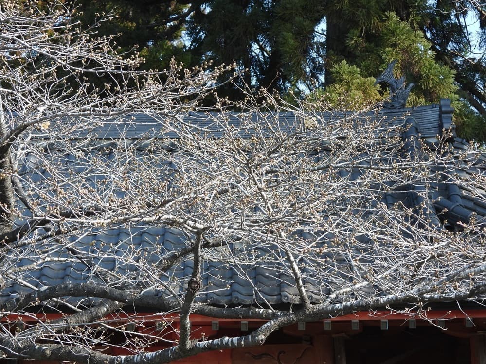 涼ヶ岡八幡神社　桜　開花情報