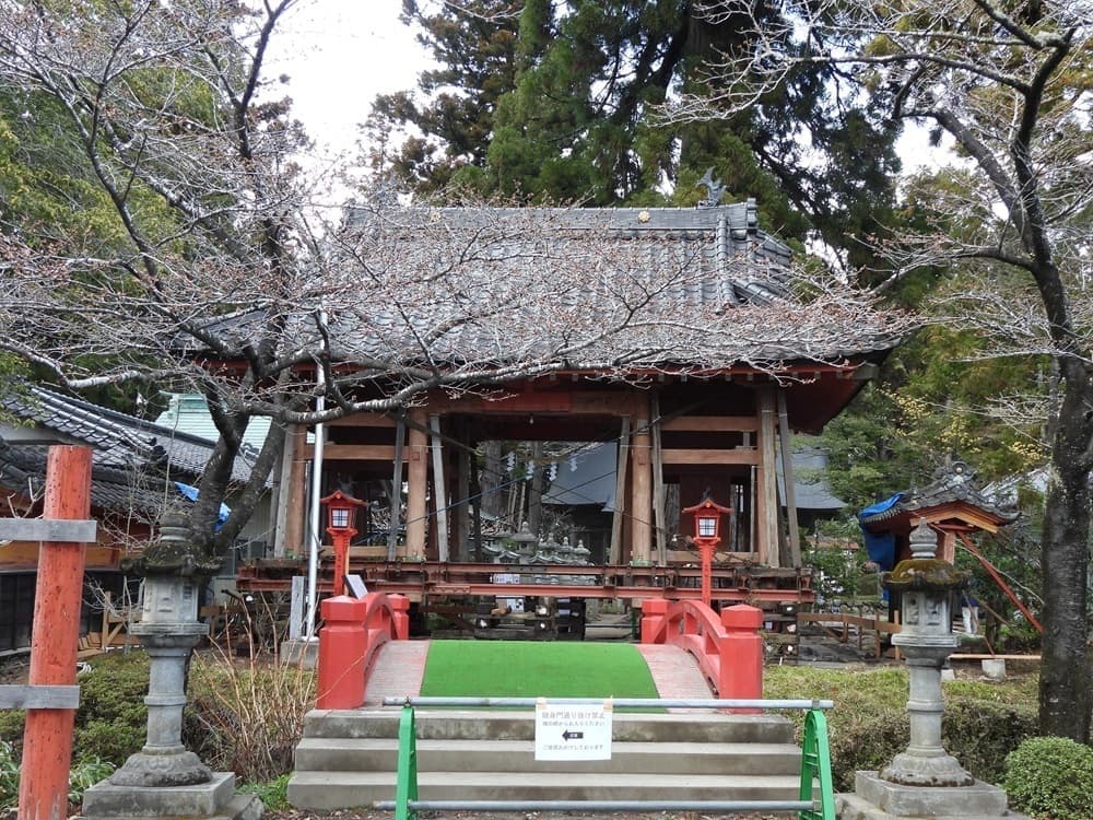涼ヶ岡八幡神社　桜　