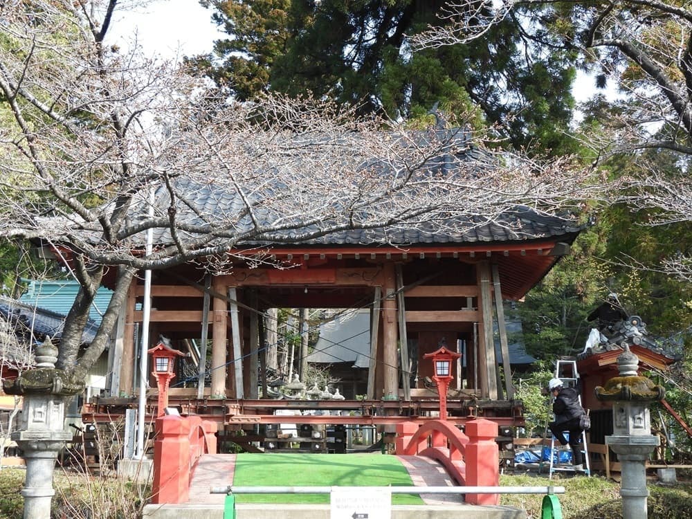涼ヶ岡八幡神社　桜　
