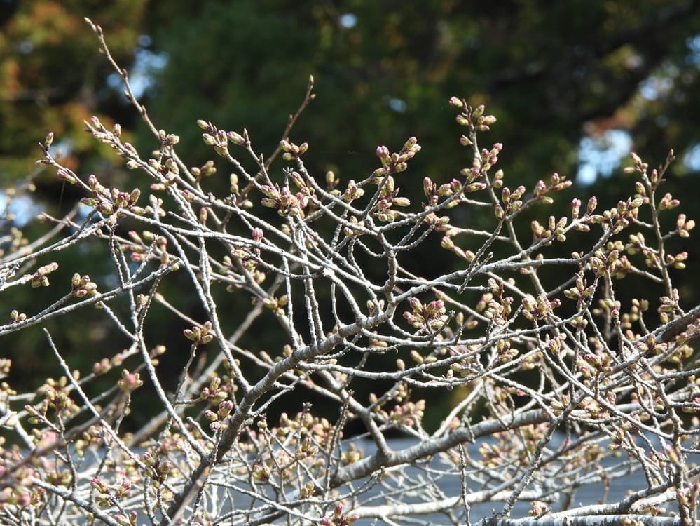 涼ヶ岡八幡神社　桜　開花情報