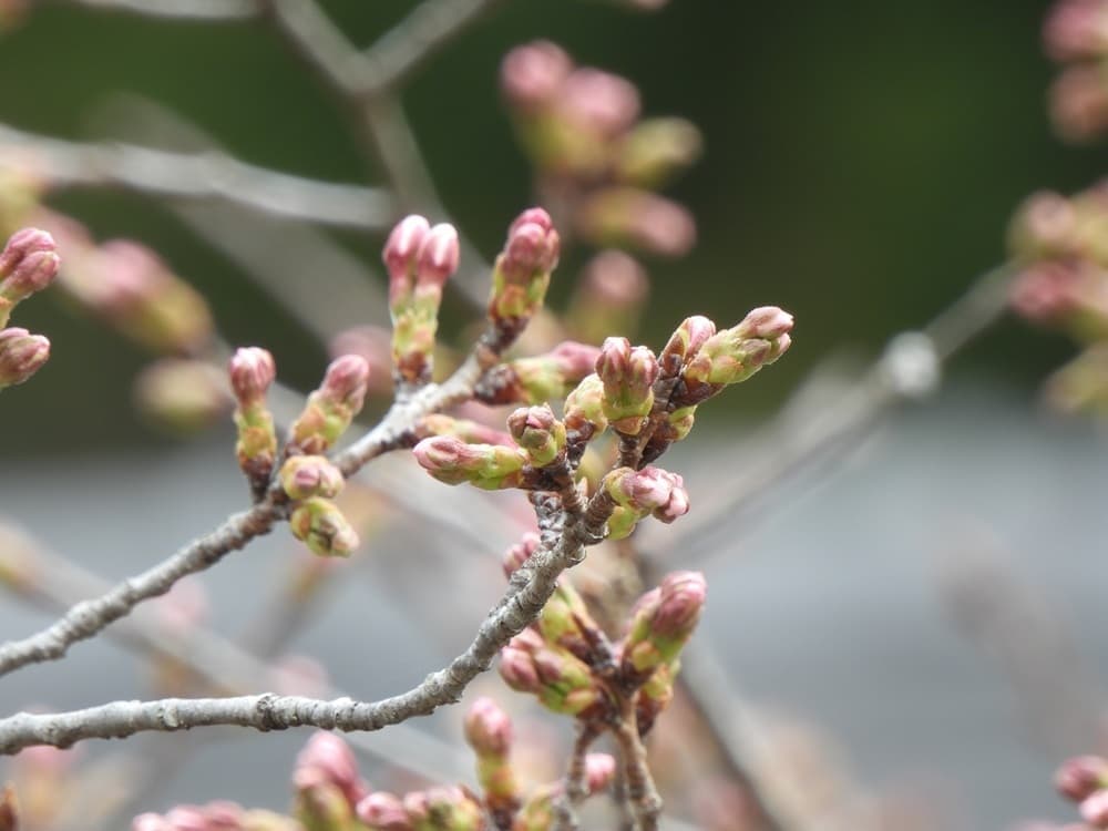 涼ヶ岡八幡神社　桜　開花情報