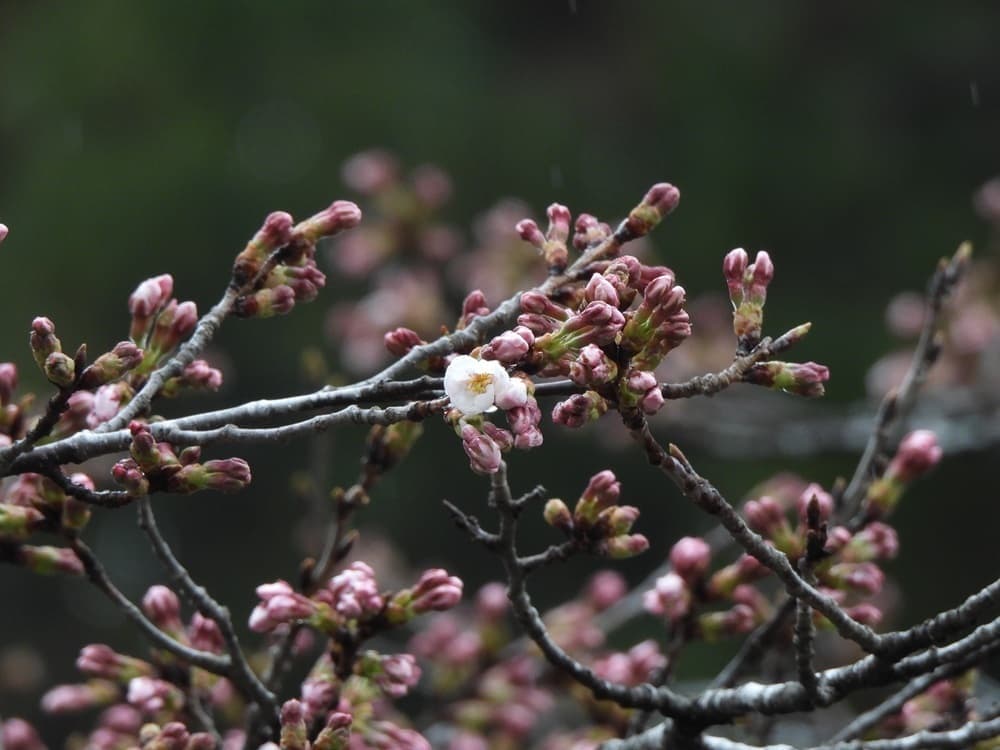 涼ヶ岡八幡神社　桜　開花情報