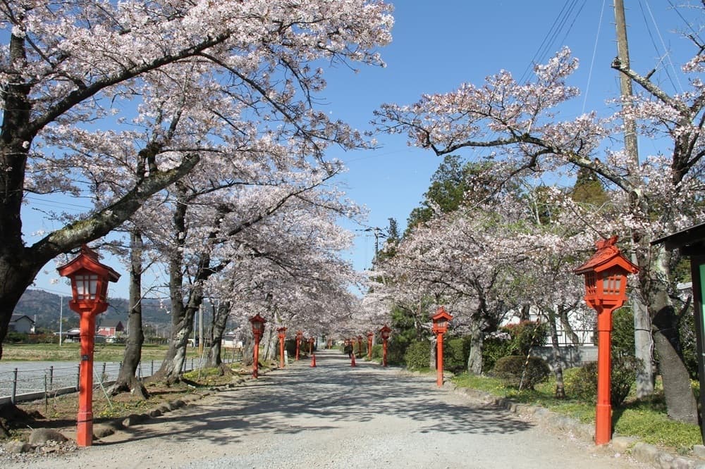 涼ヶ岡八幡神社　桜　