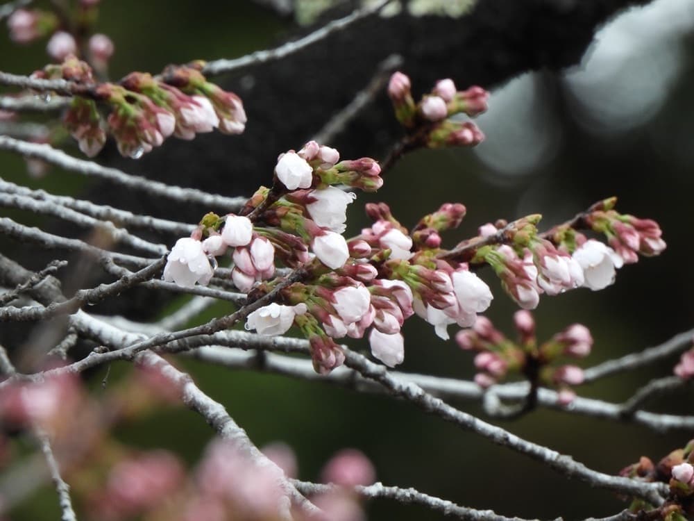 涼ヶ岡八幡神社　桜　開花情報
