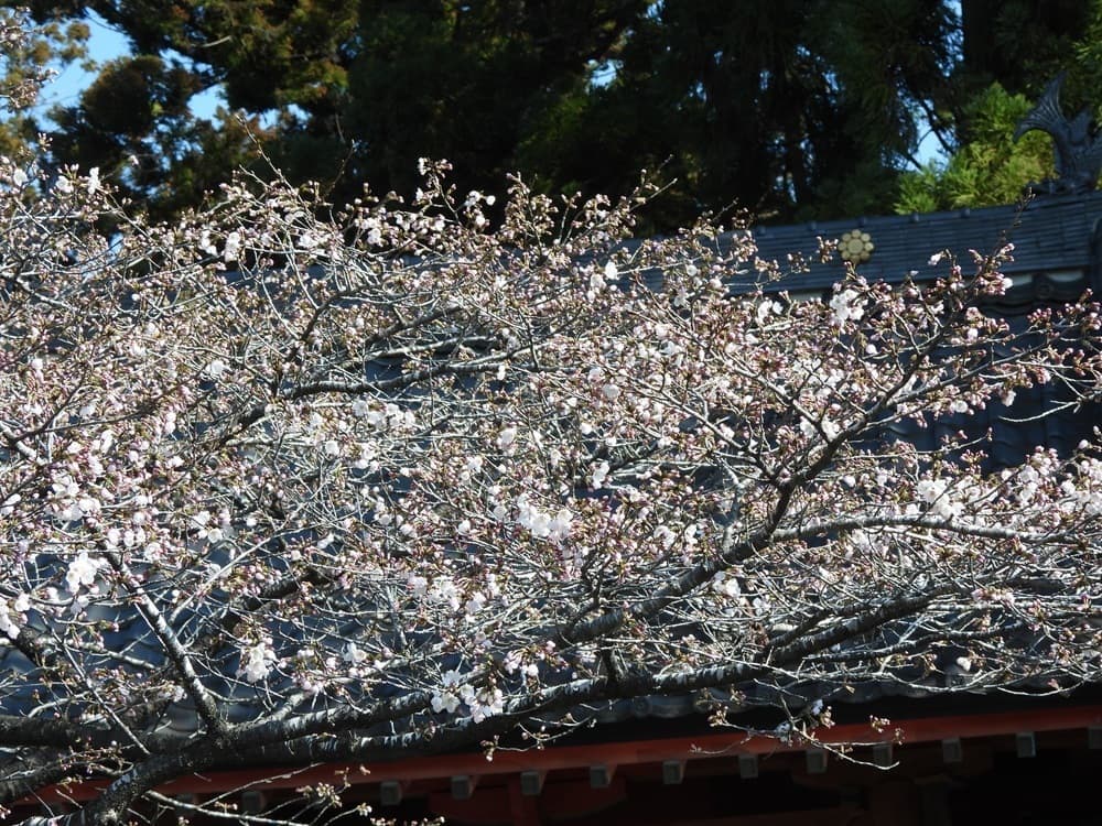 涼ヶ岡八幡神社　桜　開花情報