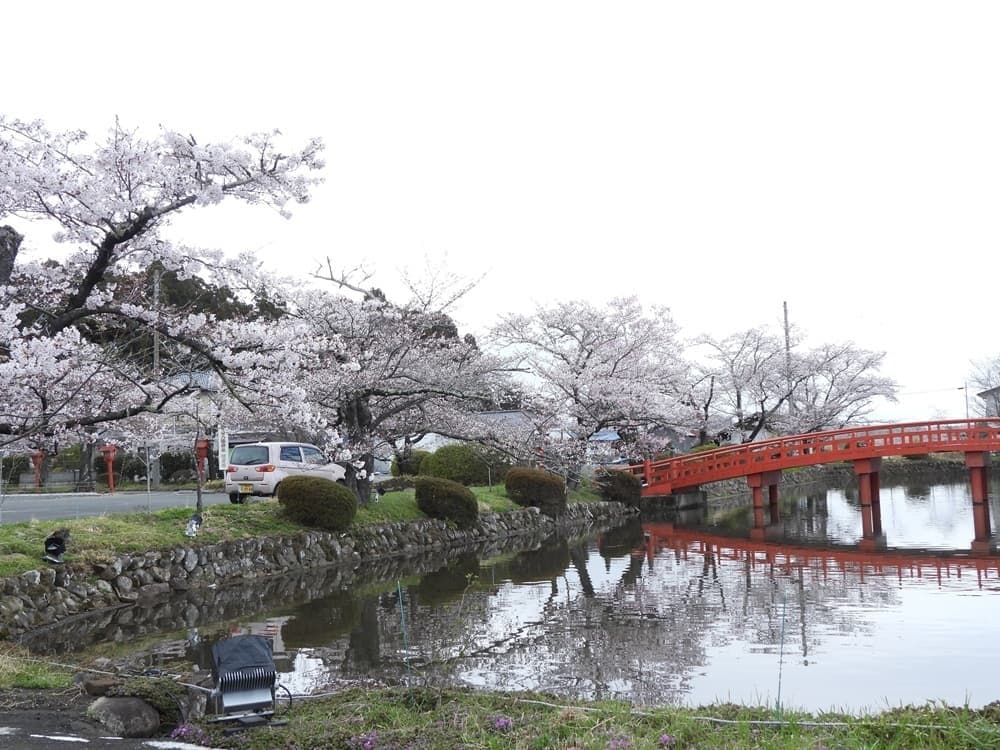 涼ヶ岡八幡神社　桜